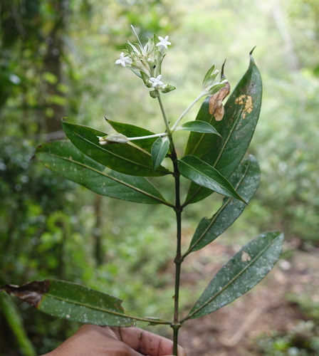 Gaertnera phyllosepala image