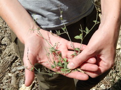 Carlowrightia torreyana
