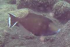 Sufflamen chrysopterum