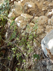 Carlowrightia torreyana
