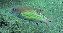 Bodianus dictynna