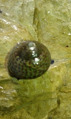Cantharidinae