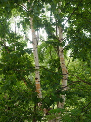 Betula papyrifera