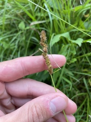 Fox Sedge (Carex vulpinoidea)