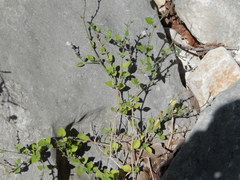 Carlowrightia torreyana