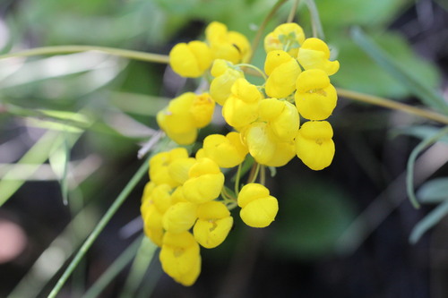 Calceolaria angustifolia (Calceolaria angustifolia)