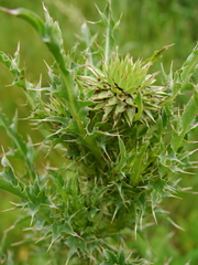 Carduus nutans