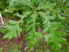 Quercus macrocarpa