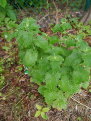 Nepeta cataria