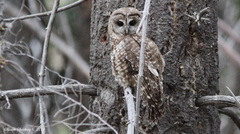 Strix occidentalis occidentalis