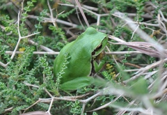 Hyla savignyi