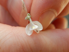 Carlowrightia torreyana