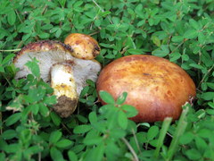 Russula mutabilis