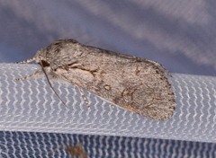 Acronicta tota