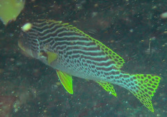 Plectorhinchus lineatus