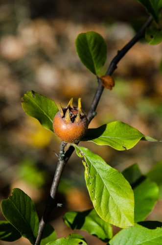 Medlar