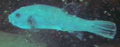Arothron caeruleopunctatus