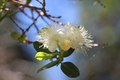 Legrandia concinna, photograph (c) Cesar Ormazabal, some rights reserved (CC BY)
