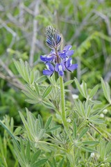 Lupinus guadalupensis