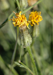 Crepis intermedia