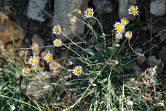 Erigeron leiomerus