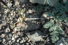 Lomatium foeniculaceum macdougalii
