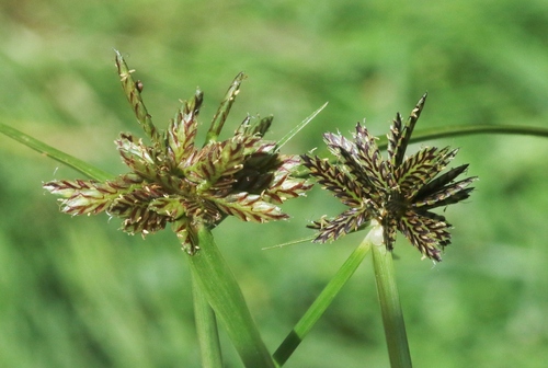 Cyperus sanguinolentus, 2023-07-22