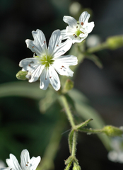Pseudostellaria jamesiana