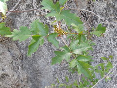 Toxicodendron radicans negundo