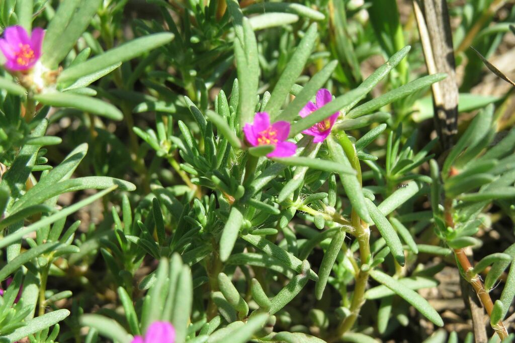 shaggy portulaca from Blue Ridge Farms, Kansas City, MO, USA on August ...