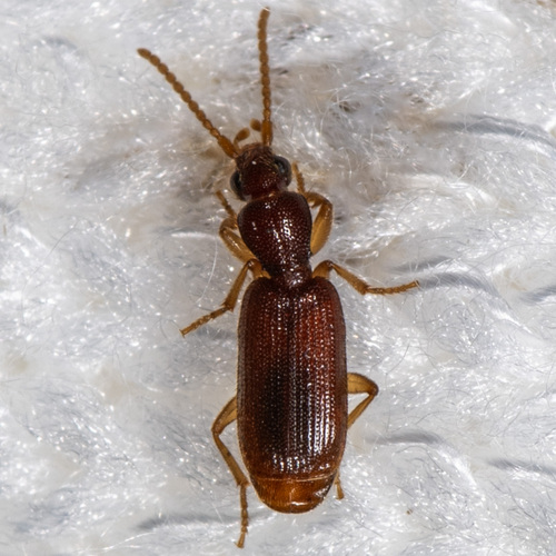 Pseudaptinus pygmaeus