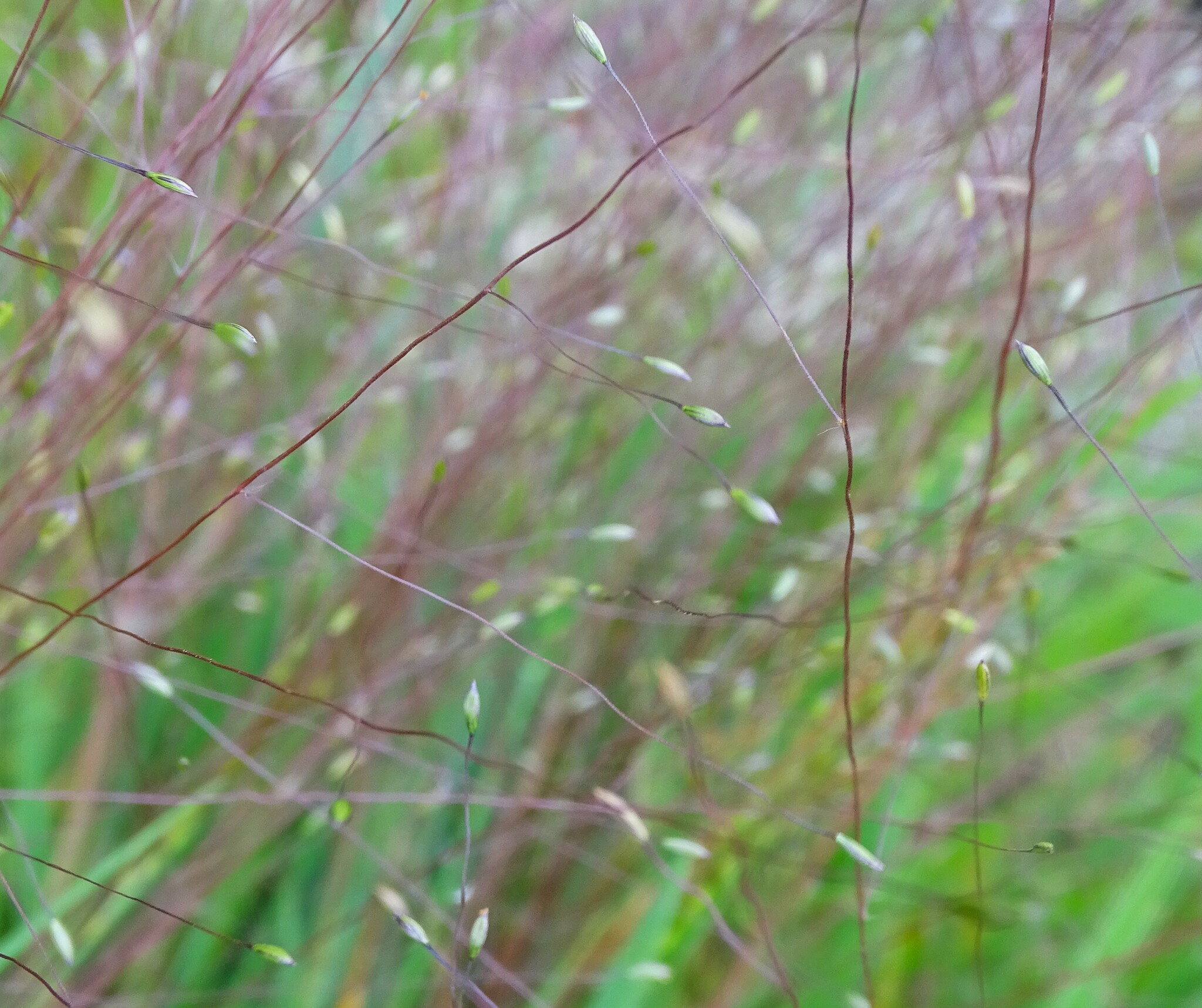 Digitaria cognata