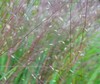 Fall Witchgrass - Photo (c) Shirley Zundell, some rights reserved (CC BY), uploaded by Shirley Zundell