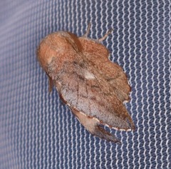 Phyllodesma occidentis