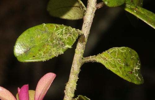 Drepanolejeunea ungulata