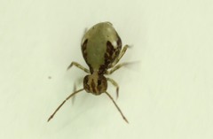 Ptenothrix maculosa