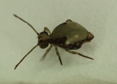 Ptenothrix maculosa
