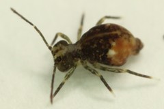 Ptenothrix maculosa