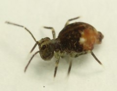 Ptenothrix maculosa