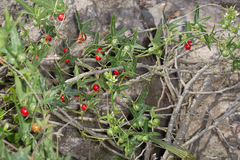 Bryonia cretica marmorata