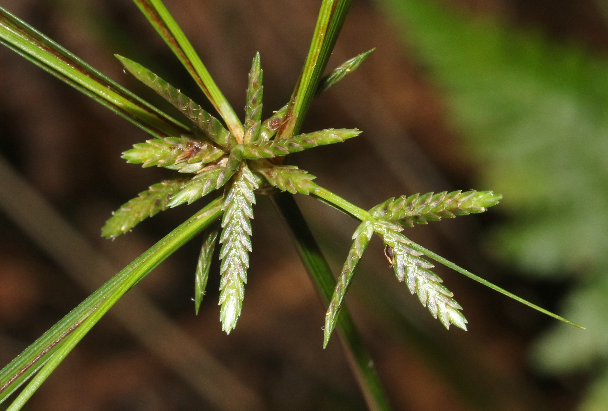 Cyperus trinervis