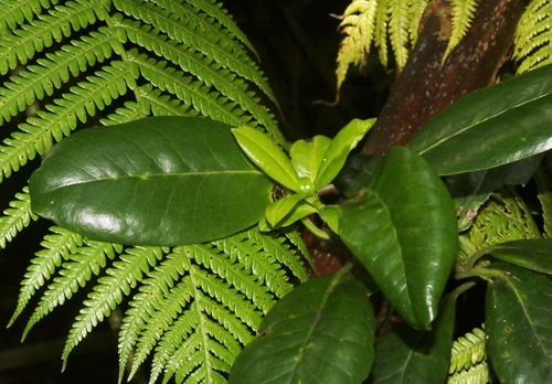Melicope clusiifolia observed 2023-07-22
