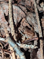 Lithobates sylvaticus image