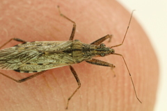 Nabis alternatus