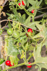 Bryonia cretica marmorata
