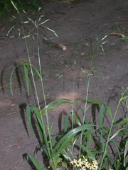 Bromus nottowayanus