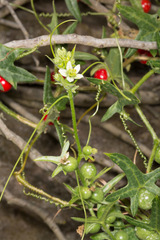 Bryonia cretica marmorata