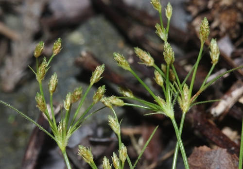 Fimbristylis squarrosa