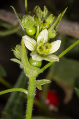 Bryonia cretica marmorata