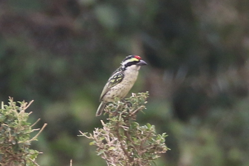 Red-fronted Barbet (Tricholaema diademata), photo 8
